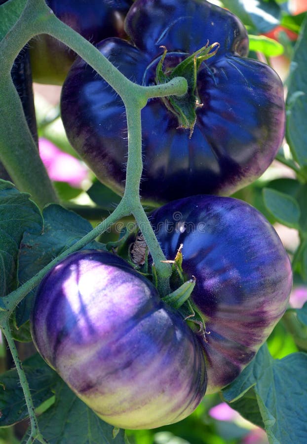 Naar boven verf lawaai Blue Beauty Tomato stock photo. Image of anthocyanins - 156922614