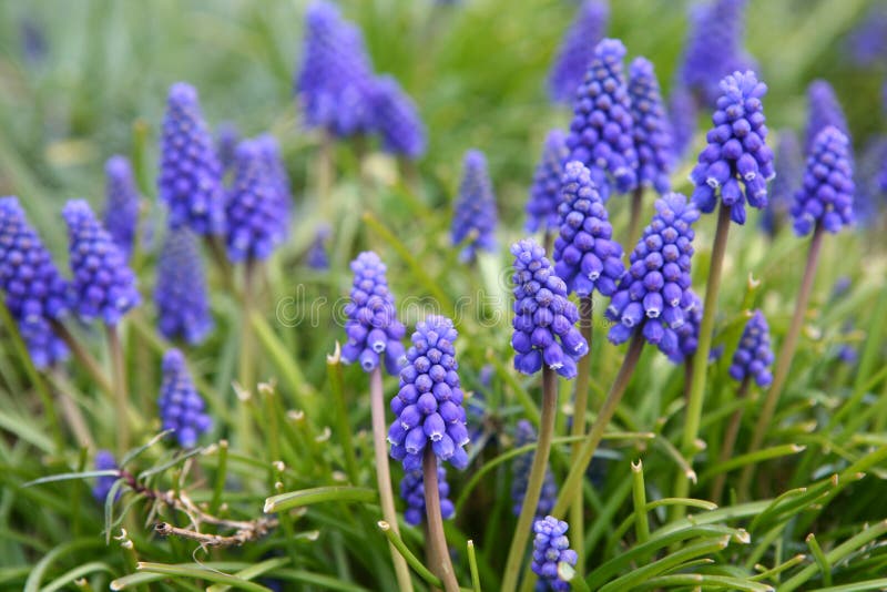 Blue bell flowers