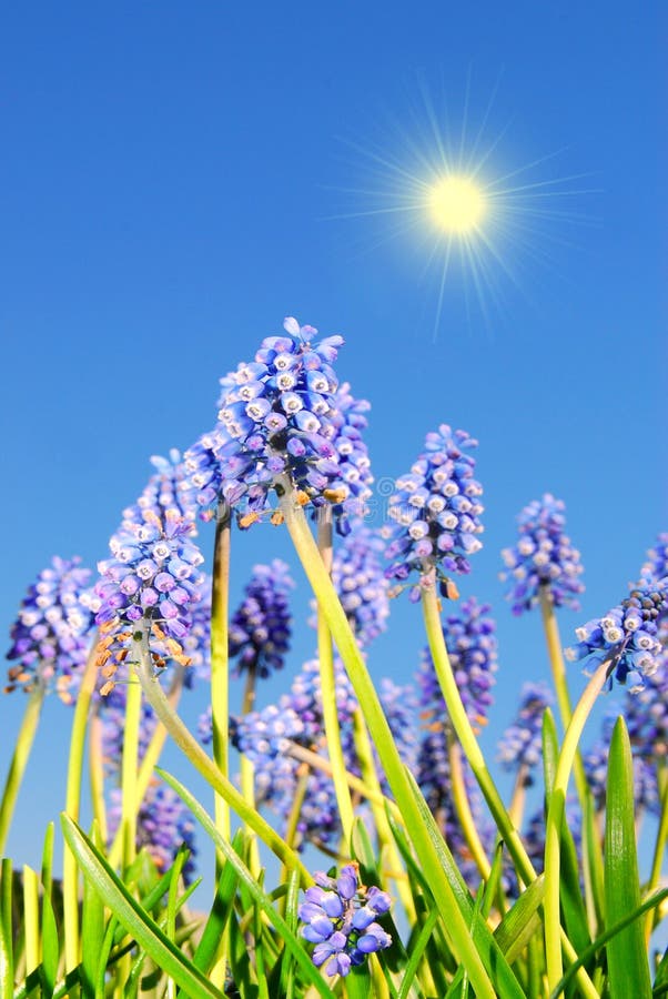 Blue bell flowers