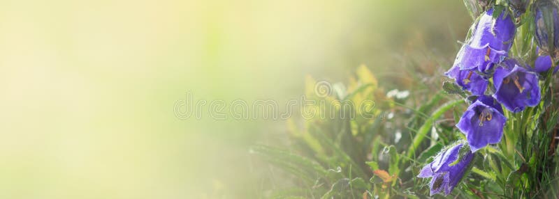 Blue Bell Flowers in the sun. Beautiful meadow field with wildflowers close up. panoramic view stock photography Blue Bell Flowers in the sun. Beautiful meadow field with wildflowers close up. panoramic view stock photography