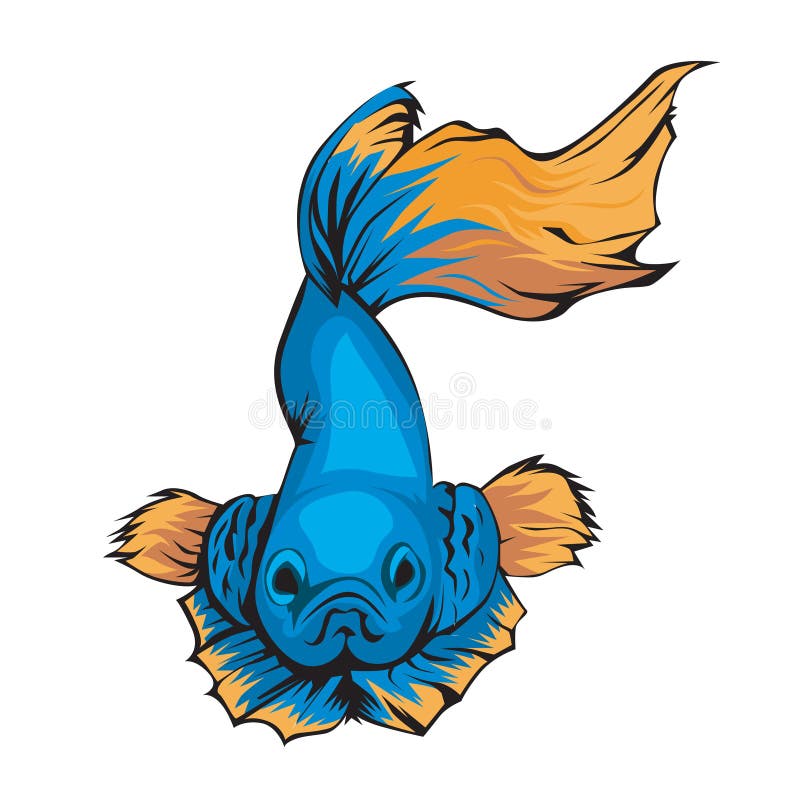 betta fish illustration