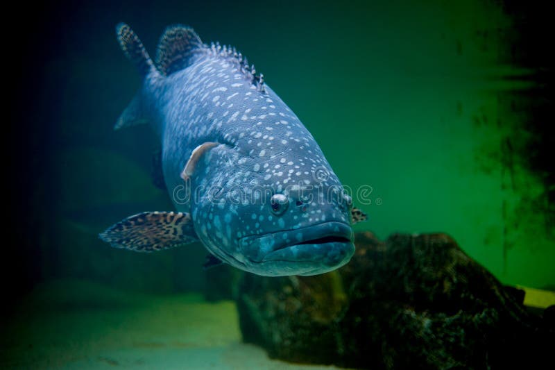 Blue big fish stock photo. Image of aquarium, fish, background - 45048288