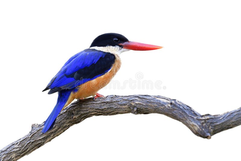 Blue Bird with Black Head and Red Beaks Perching on Tree Branch ...