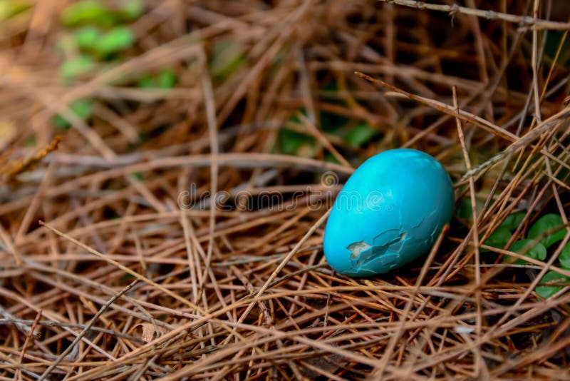255 Blue Robin Eggs Bird Nest Photos Free Royalty Free Stock Photos From Dreamstime 255 Blue Robin Eggs Bird Nest Photos Free Royalty Free Stock Photos From Dreamstime