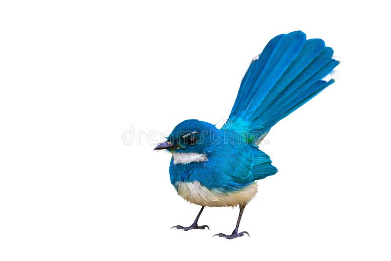 Blue bird isolated.