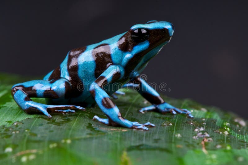 Blue and Black Poison Dart Frog Stock Photo - Image of frogs, south