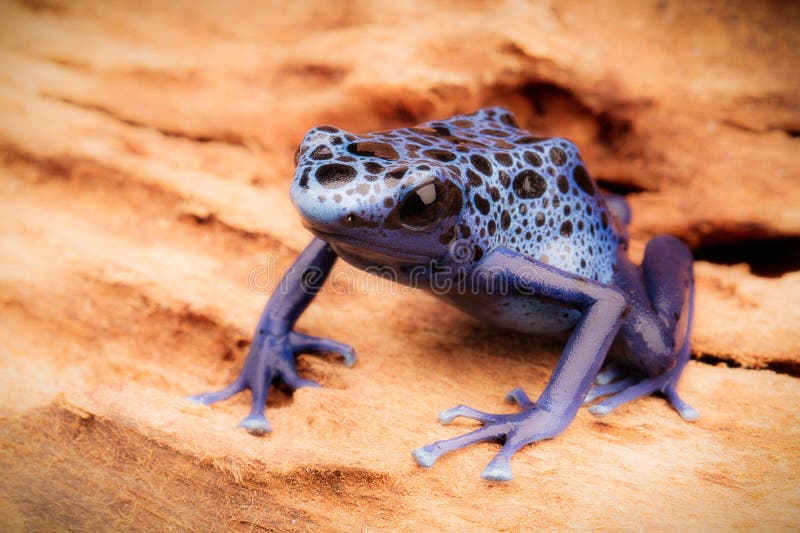 Blue And Black Poison Dart Frog Stock Photo - Image of frogs, south
