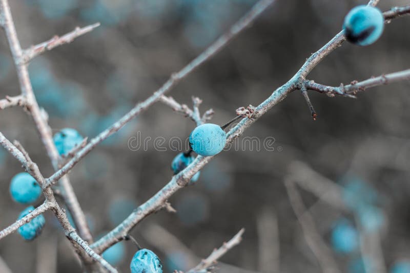 download sloe bush no thorns download sloe bush no thorns