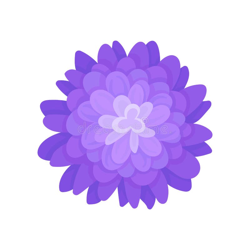 Blue blooming flower with many small petals. Vector illustration on white background. royalty free illustration