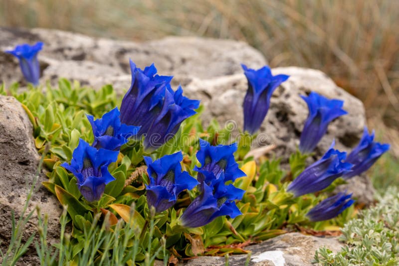 Blossoming Gentian Flowers stock image. Image of blooming 146130735