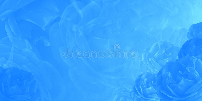 Blue Blur Roses on Blue Background, Wallpaper,name Card, Template, Copy  Space Stock Image - Image of garden, card: 208698777