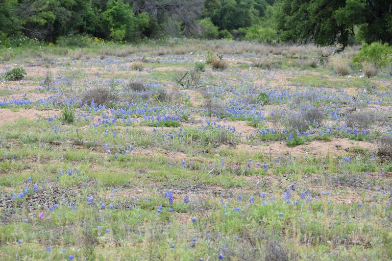 Blue Bonnets Growing in a Creek Bed of Decomposed Granite Stock Photo