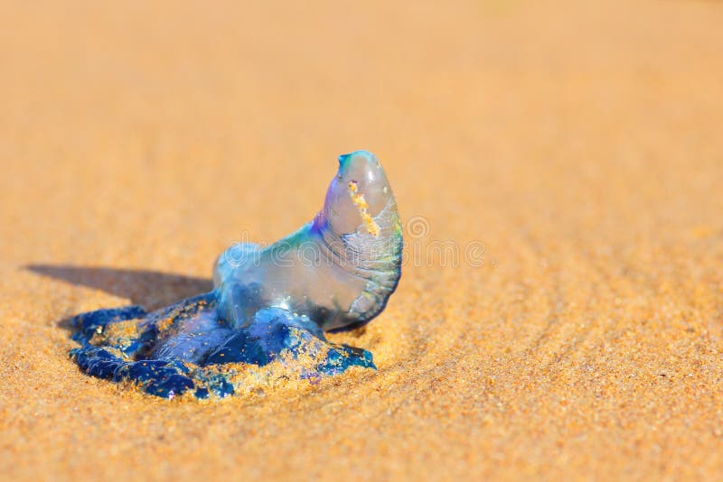 Bluebottle jellyfish washed ashore close-up