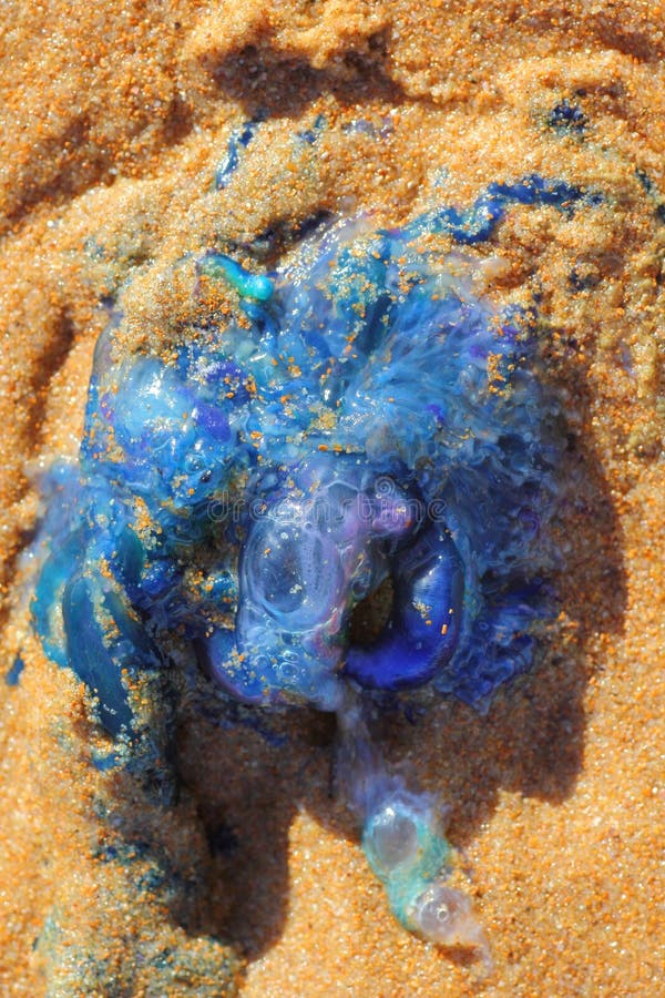 Bluebottle jellyfish in wet sand macro