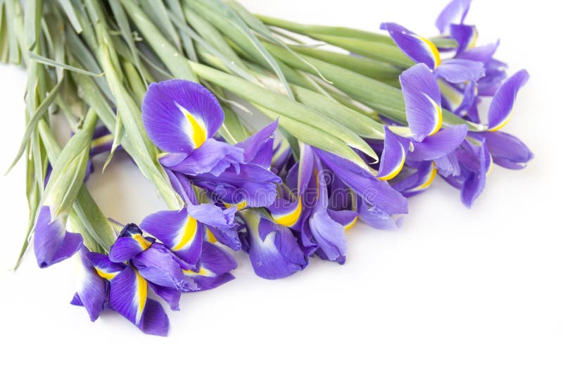 Blue bouquet of irises stock image. Image of yellow, plant 61402721