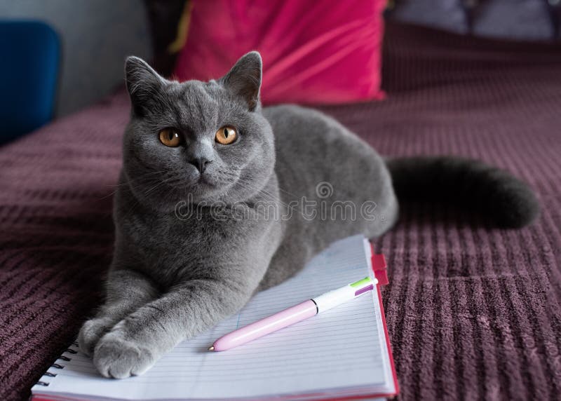 Blue British Shorthair Cat Lying on Bed with Notebook and Glasses Stock