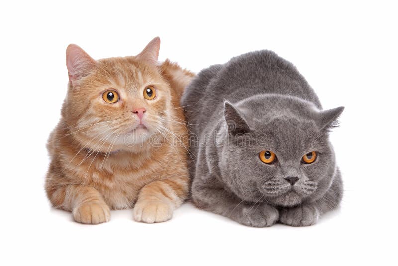 Blue British Shorthair and a Red Maine Coon Cat Stock Photo - Image of  feline, shorthair: 19450998