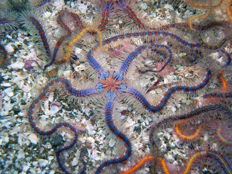 Blue and brown Spiny Brittle Star stock photography Blue and brown Spiny Brittle Star stock photography