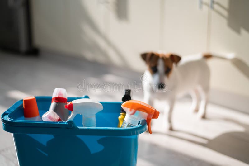 Dog Cleaning Bucket Royalty-Free Images, Stock Photos & Pictures
