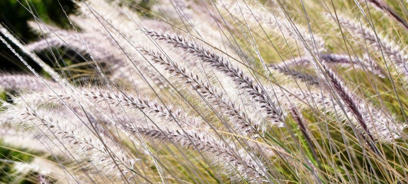 Blue buffalo grass