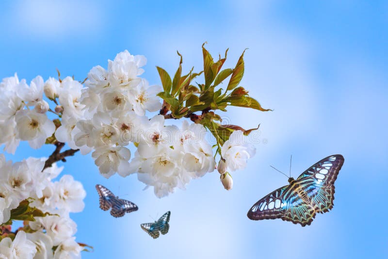 Blue Butterflies Flying Around a Blossoming Tree Stock Image Image of