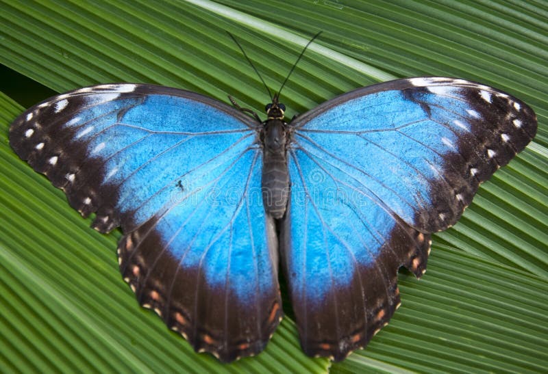 Hedendaags Blue Butterfly Tropical Morpho Menelaus, Brasil Stock Image SA-77