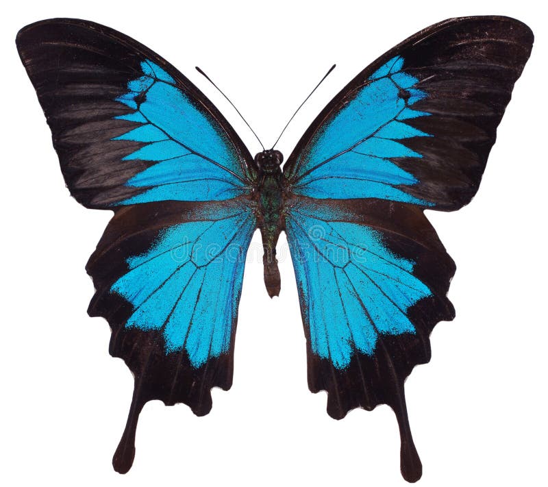 103,067 Blue Butterfly Stock Photos Free & RoyaltyFree Stock Photos