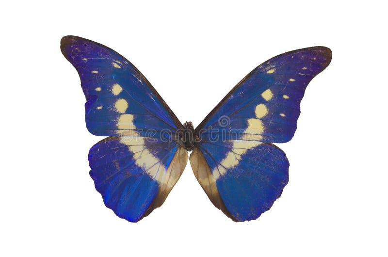 IMG of The Blue Butterfly