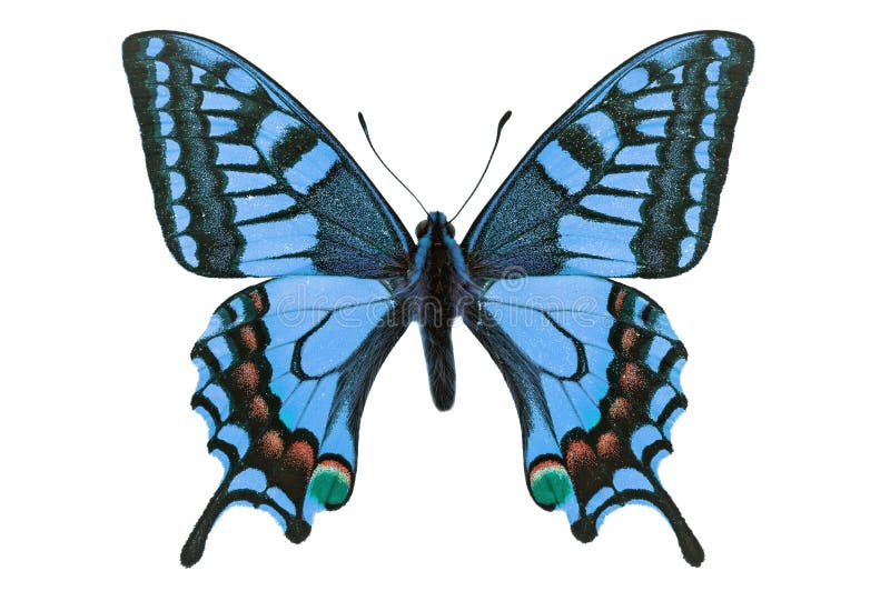 Blue butterfly flying stock photo. Image of flying, beauty 64140830