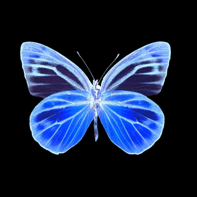 Blue Butterfly on Black Background Abstract Stock Photo Image of blue