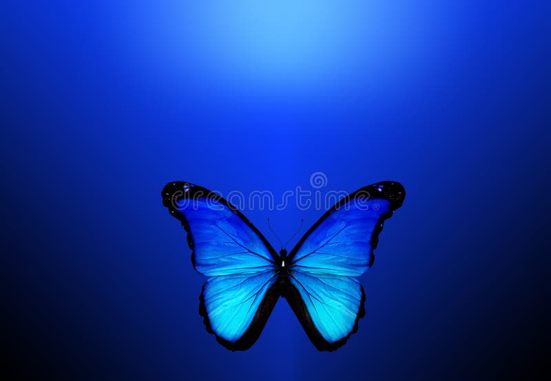 Blue Butterfly on Blue Background Stock Photo - Image of celebration,  spring: 27601942