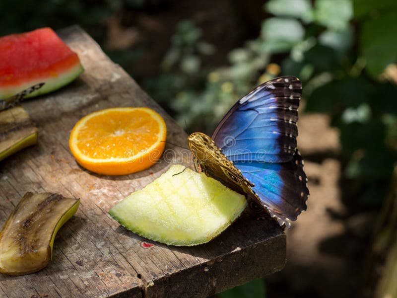 Blue Butterfly Feeding on Fruit Stock Photo Image of closeup, garden