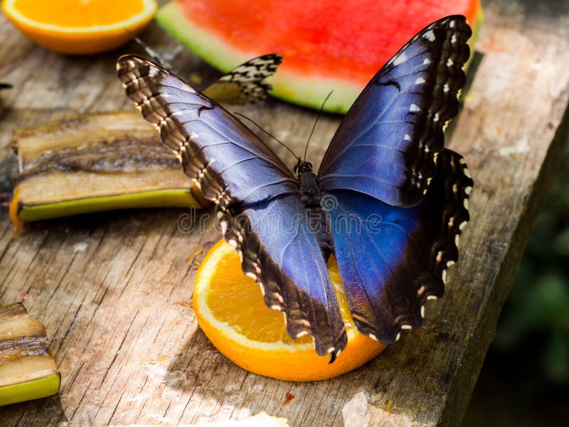129 Blue Morpho Butterfly Eating Stock Photos Free & RoyaltyFree