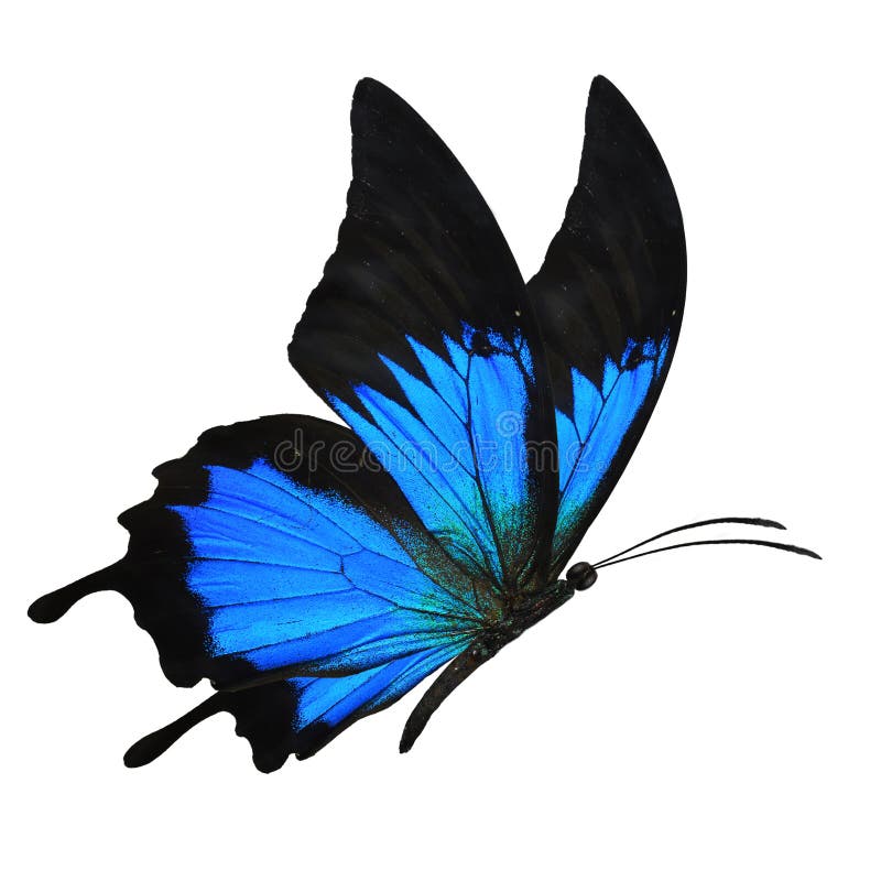 93+ Butterfly flying free Free Stock Photos StockFreeImages