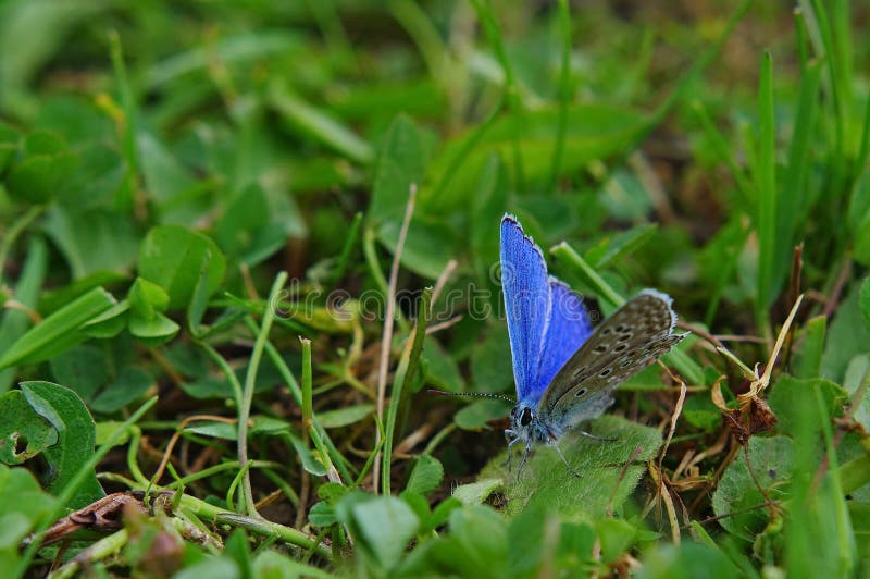 Blue butterfly 3 stock image. Image of butterflies, beautiful 94176209