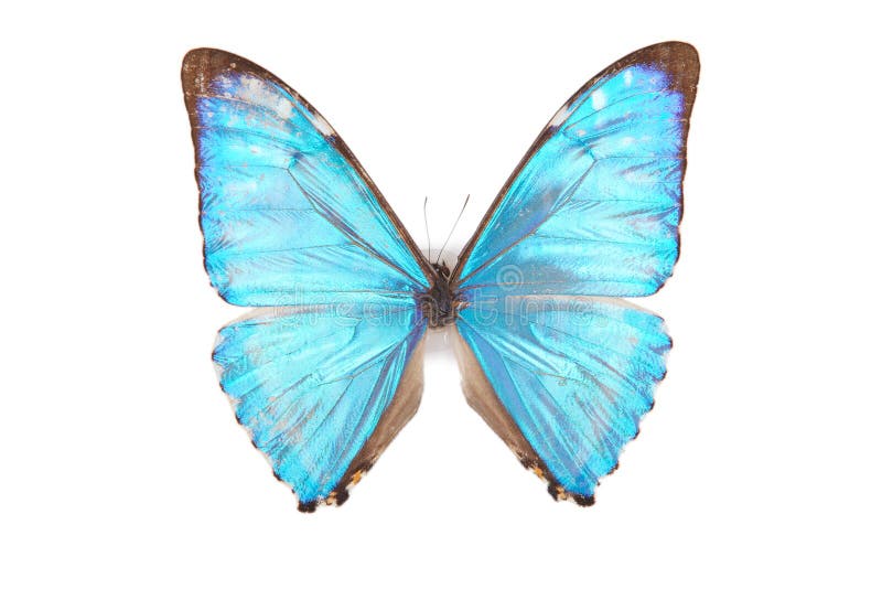 Blue butterfly Morpho zephyrius isolated