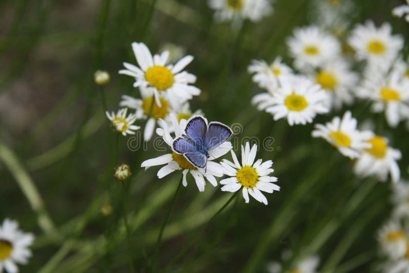 Polyommatini is a tribe of lycaenid butterflies in the subfamily Polyommatinae. They were extensively studied by Russian novelist and lepidopterist Vladimir Nabokov. Leucanthemum vulgare, the ox-eye daisy or oxeye daisy, is a widespread flowering plant native to Europe and the temperate regions of Asia and an introduced plant to North America, Australia, and New Zealand. It is one of a number of Asteraceae family plants to be called a daisy, and has the vernacular names: common daisy, dog daisy, moon daisy, and oxe-eye daisy. Leucanthemum vulgare is a typical grassland perennial wildflower, growing in a variety of plant communities including meadows and fields, under scrub and open-canopy forests, and in disturbed areas. Leucanthemum is from the Ancient Greek λευκός (white) and ἄνθεμον (flower). Polyommatini is a tribe of lycaenid butterflies in the subfamily Polyommatinae. They were extensively studied by Russian novelist and lepidopterist Vladimir Nabokov. Leucanthemum vulgare, the ox-eye daisy or oxeye daisy, is a widespread flowering plant native to Europe and the temperate regions of Asia and an introduced plant to North America, Australia, and New Zealand. It is one of a number of Asteraceae family plants to be called a daisy, and has the vernacular names: common daisy, dog daisy, moon daisy, and oxe-eye daisy. Leucanthemum vulgare is a typical grassland perennial wildflower, growing in a variety of plant communities including meadows and fields, under scrub and open-canopy forests, and in disturbed areas. Leucanthemum is from the Ancient Greek λευκός (white) and ἄνθεμον (flower).