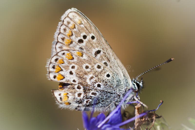 a blue butterfly of the polyommatinae group