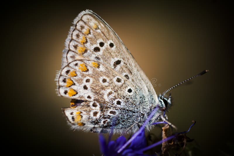 A blue butterfly of the polyommatinae group