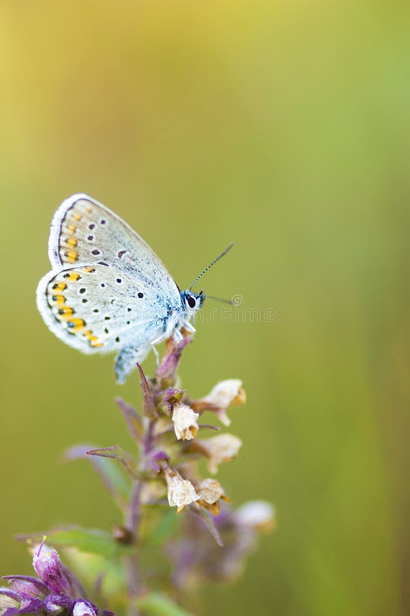 Blue butterfly on a stem