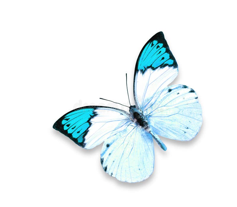 Blue Butterfly on White Background Stock Image Image of large