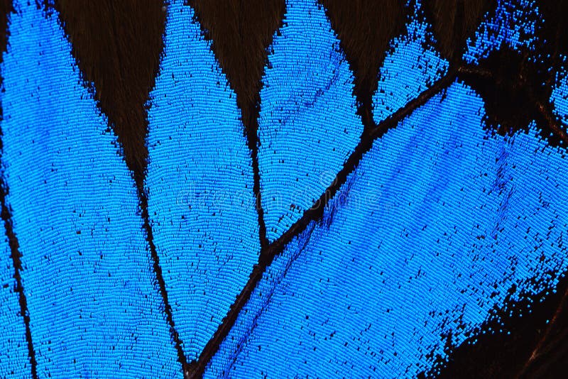 Blue butterfly wing stock photo. Image of wing, macro 55211592