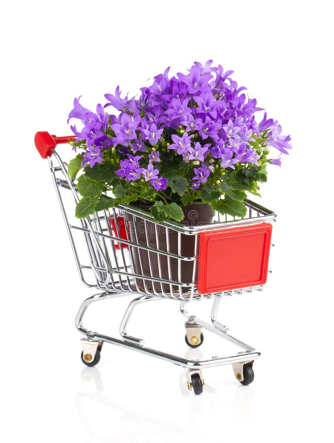 Blue campanula flowers in a Shopping cart