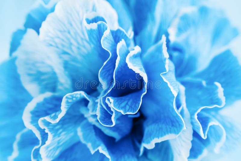 Blue Carnation Flowers