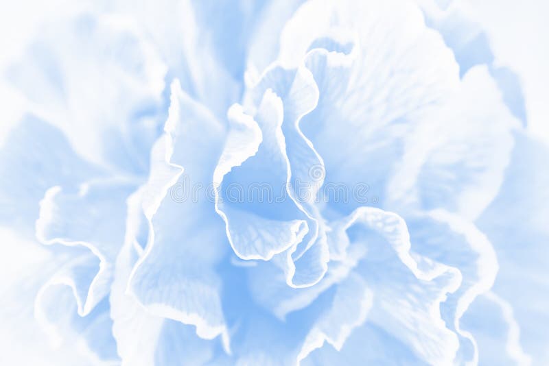 Blue carnation stock image. Image of brown, flower, background 29511165