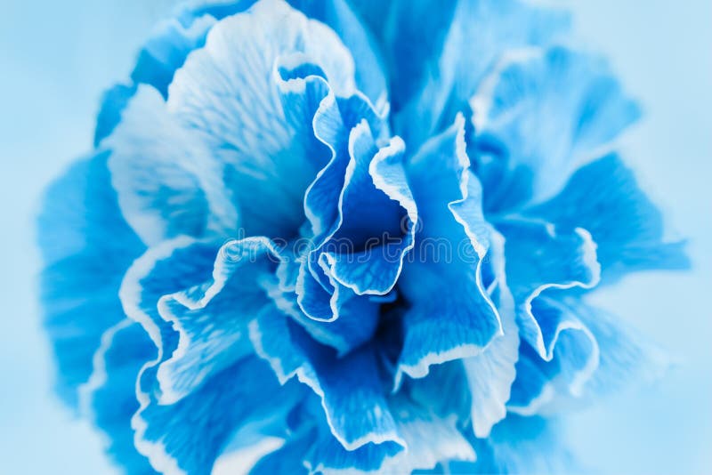 7,456 Blue Carnation Stock Photos - Free & Royalty-Free Stock Photos ...