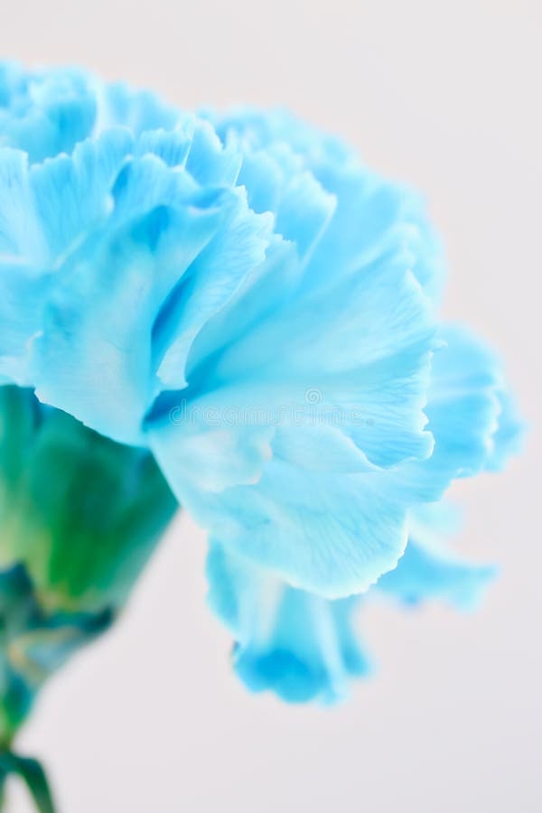 7,456 Blue Carnation Stock Photos - Free & Royalty-Free Stock Photos from Dreamstime