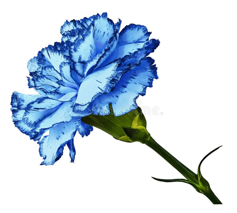 Blue carnation. 
