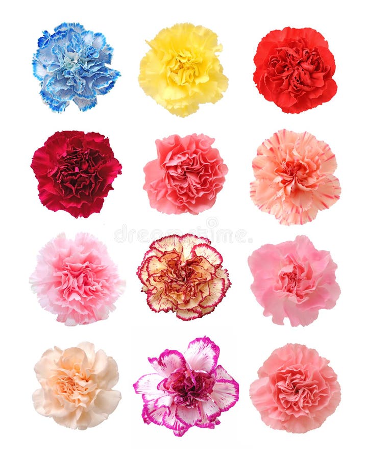 Blue carnation stock photo. Image of blooming, carnation - 32391230