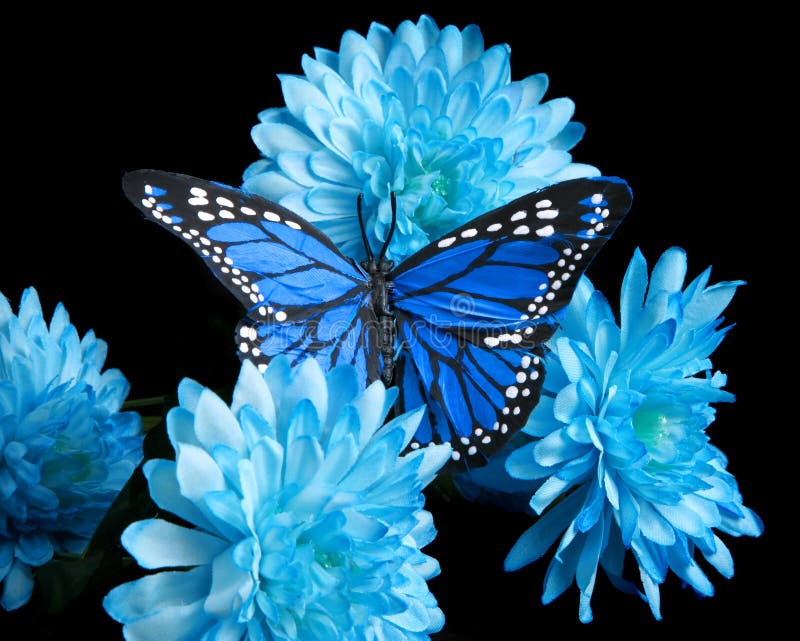 Blue Carnations and Butterfly Stock Photo Image of flowers, natural